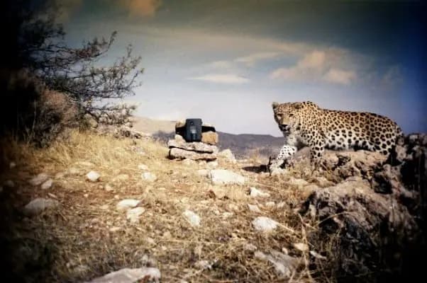 A Vital Ecological Heart